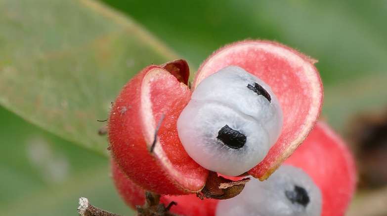 Guarana w sklepie herbtakowo.com.pl