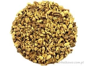 Tarczyca Bajkalska korzeń cięty