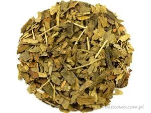 Ginkgo biloba - Miłorząb japoński